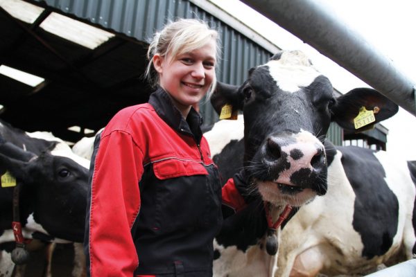 Female apprentice with a cow