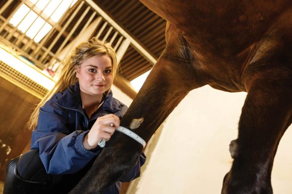 Equine Massage and Stable Based Exercises