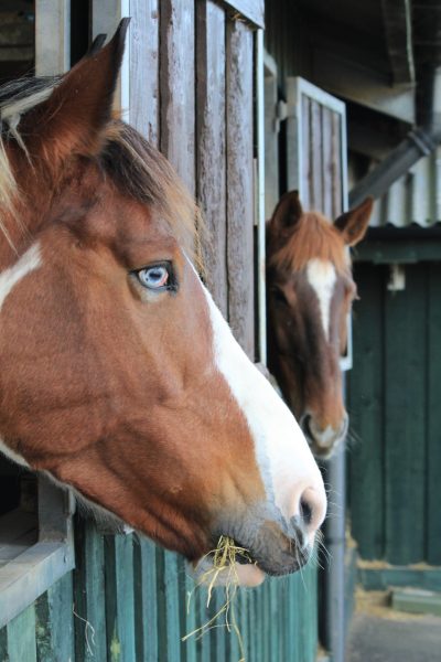 Horse Care and Husbandry