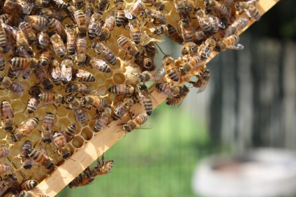 Close up view of honey bees in a hive