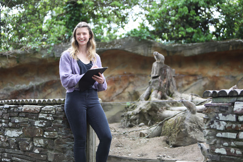 Zoology students from Cornwall College working with Meerkats at Newquay Zoo