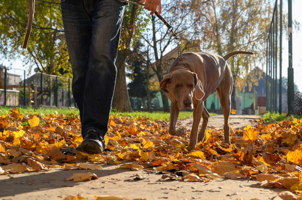 Competence in Dog Walking Technical Certificate Level 2