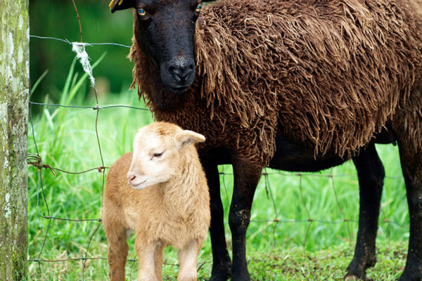 Introduction to Sheep Management