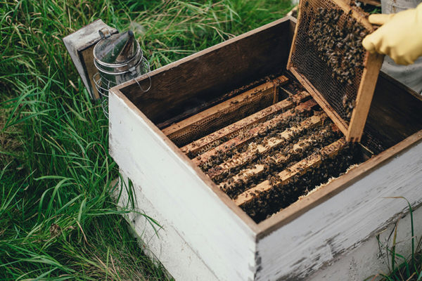 Sustainable Bee Keeping