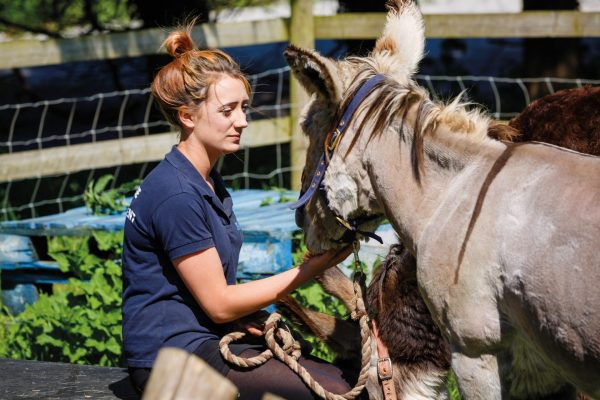 Equine student caring for a donkey