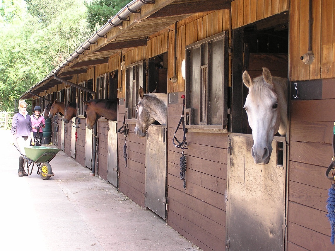 Horses peering out of their stables at Bicton College's Equestrian Centre