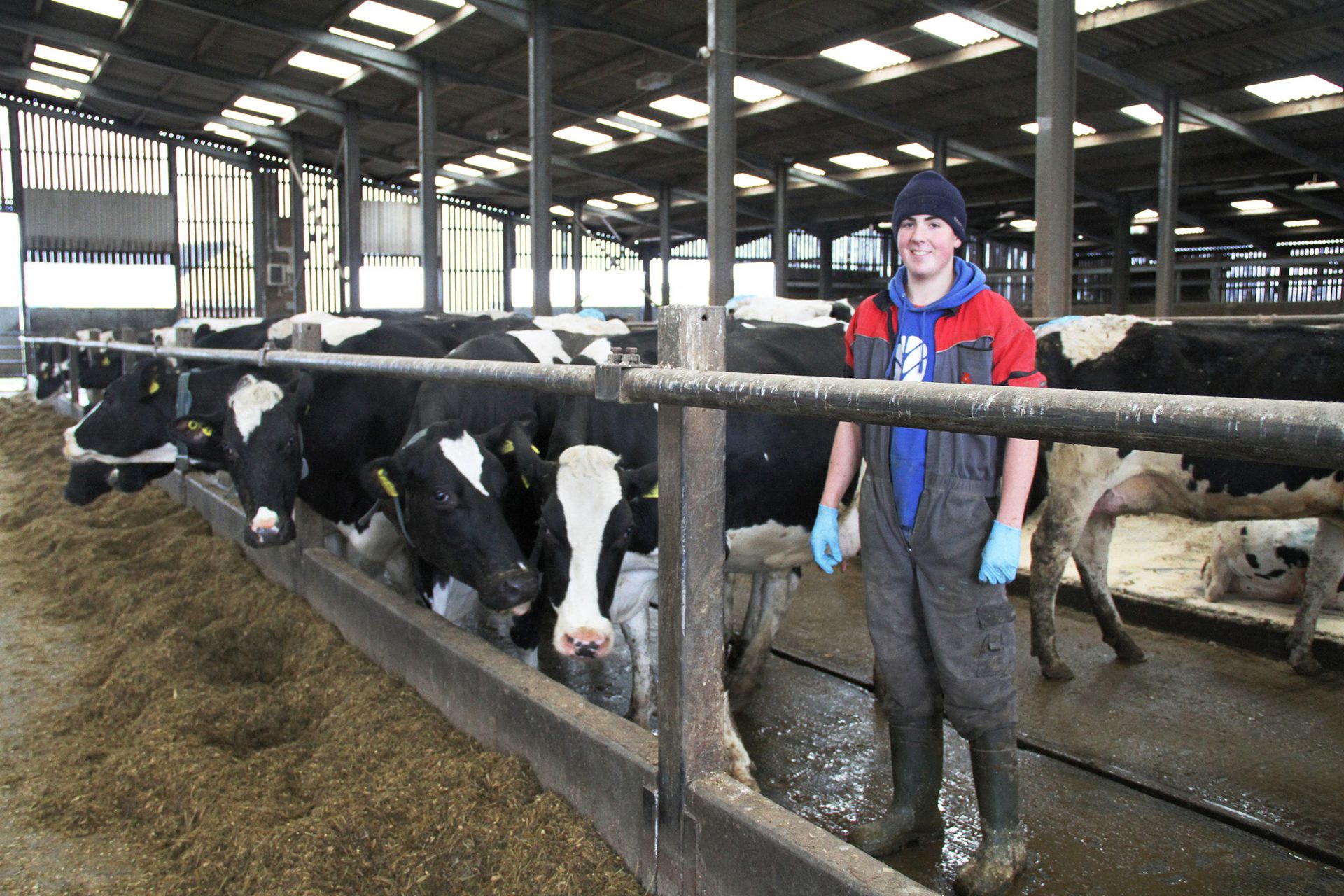 Student standing in a cow shed with cows.