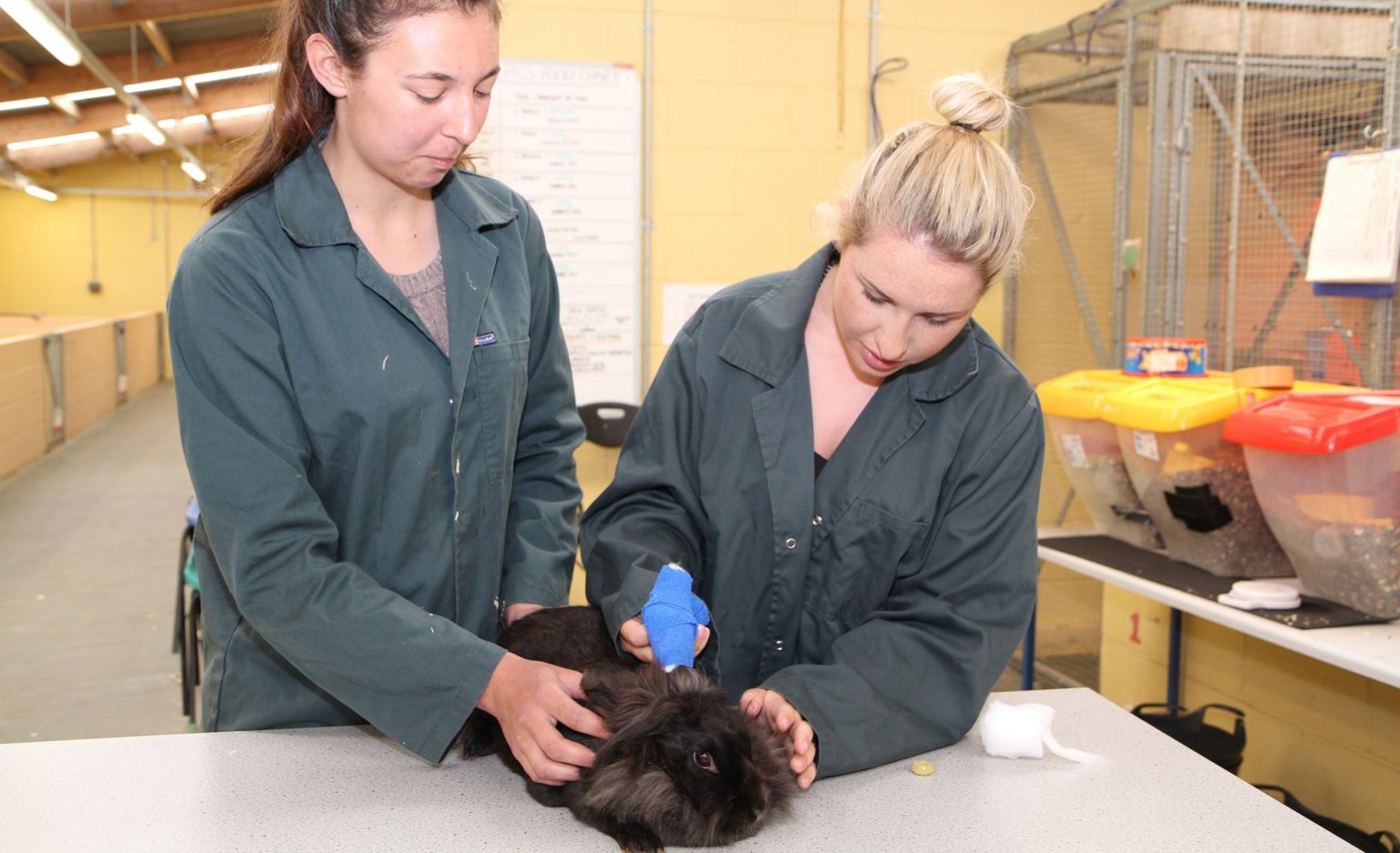 College Introduces OneofaKind Vet Nursing Opportunity Duchy College