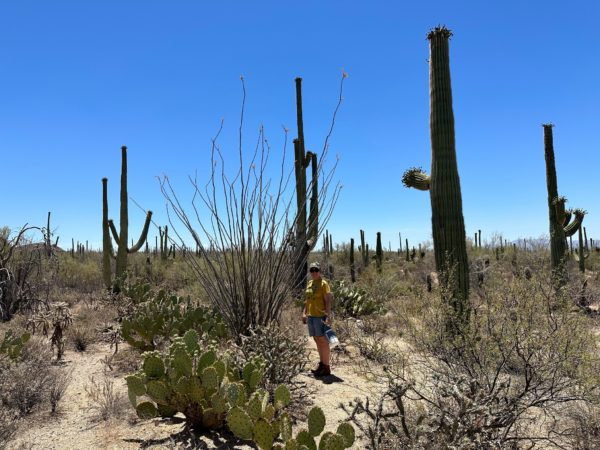 Cactus horticulturalist wins RHS prize money